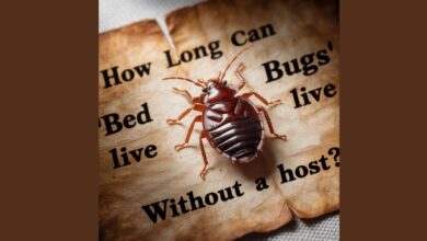 How Long Can Bed Bugs Live Without a Host