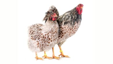 Blue Laced Red Wyandotte