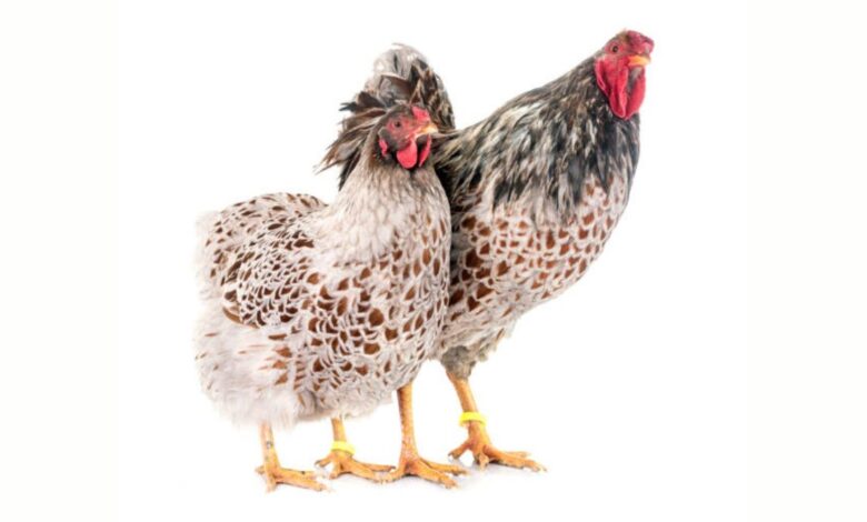 Blue Laced Red Wyandotte
