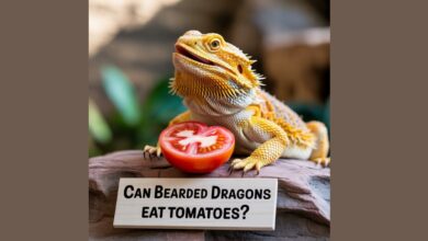 Can Bearded Dragons Eat Tomatoes