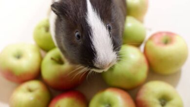 Can guinea pigs eat apples