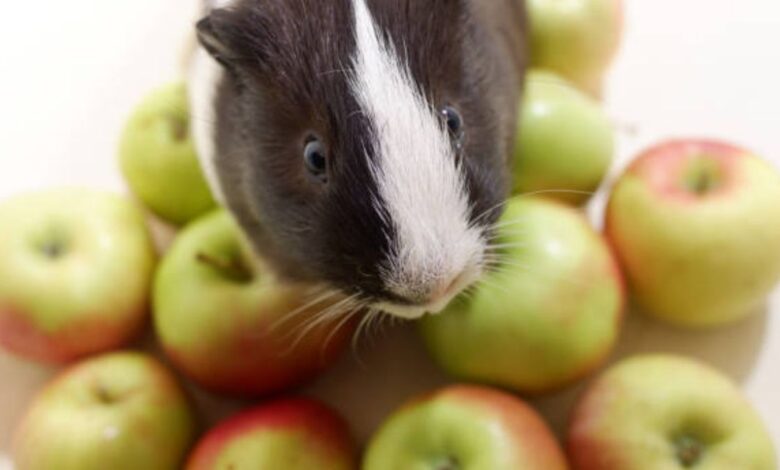 Can guinea pigs eat apples