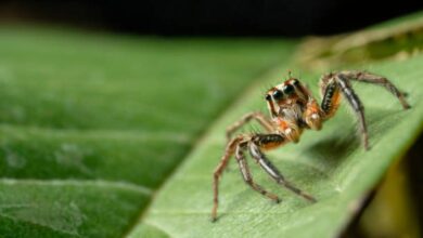 How long do jumping spiders live