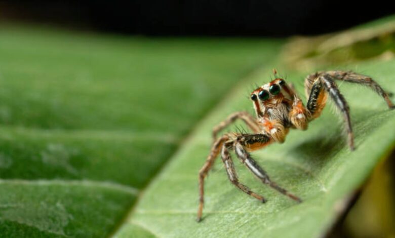 How long do jumping spiders live